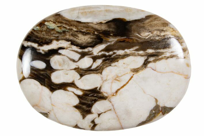 Polished Petrified Peanut Wood - Australia #341878